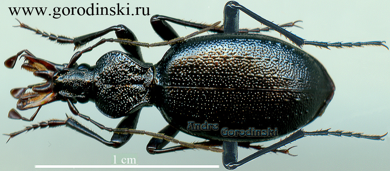 http://www.gorodinski.ru/carabidae/Cychrus bruggei lixianicus.jpg